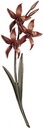 Bronze Orchidee für Grabmal, 42×15 cm